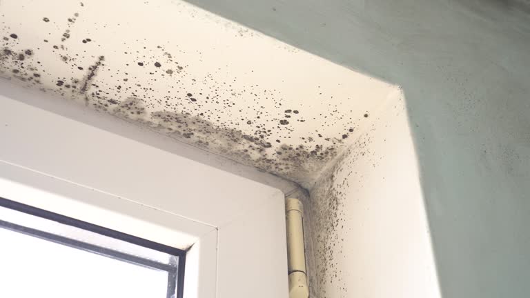 Best Attic Mold Removal  in Troy, MO